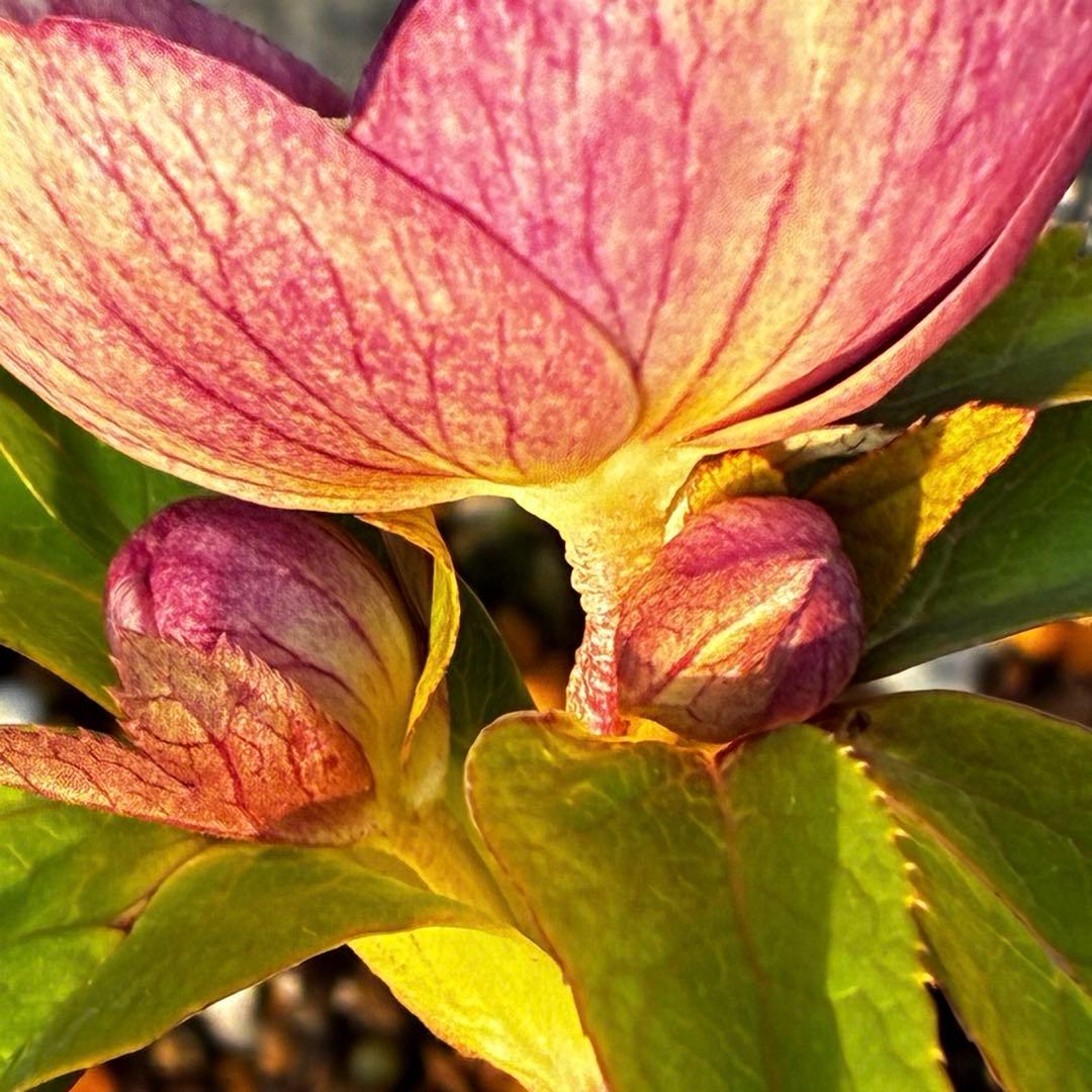 m*i様 3604☘️蕾花付き☘️極上☘️⭐️小輪⭐️ ハートSD⭐️オーレア⭐