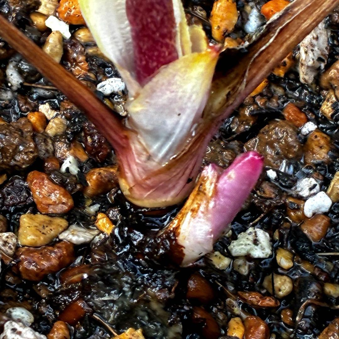 m*i様 3604☘️蕾花付き☘️極上☘️⭐️小輪⭐️ ハートSD⭐️オーレア⭐