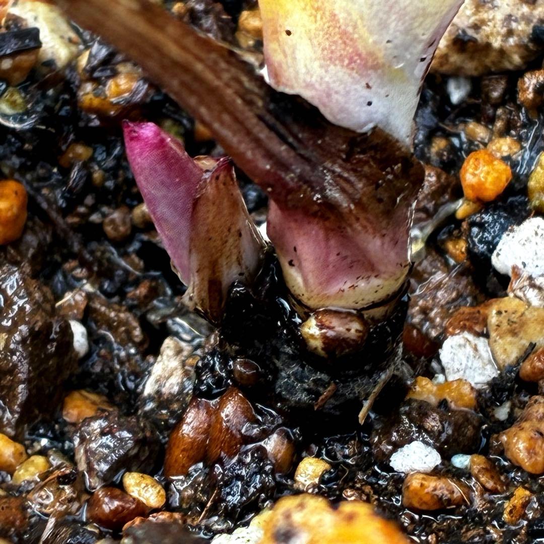 m*i様 3604☘️蕾花付き☘️極上☘️⭐️小輪⭐️ ハートSD⭐️オーレア⭐