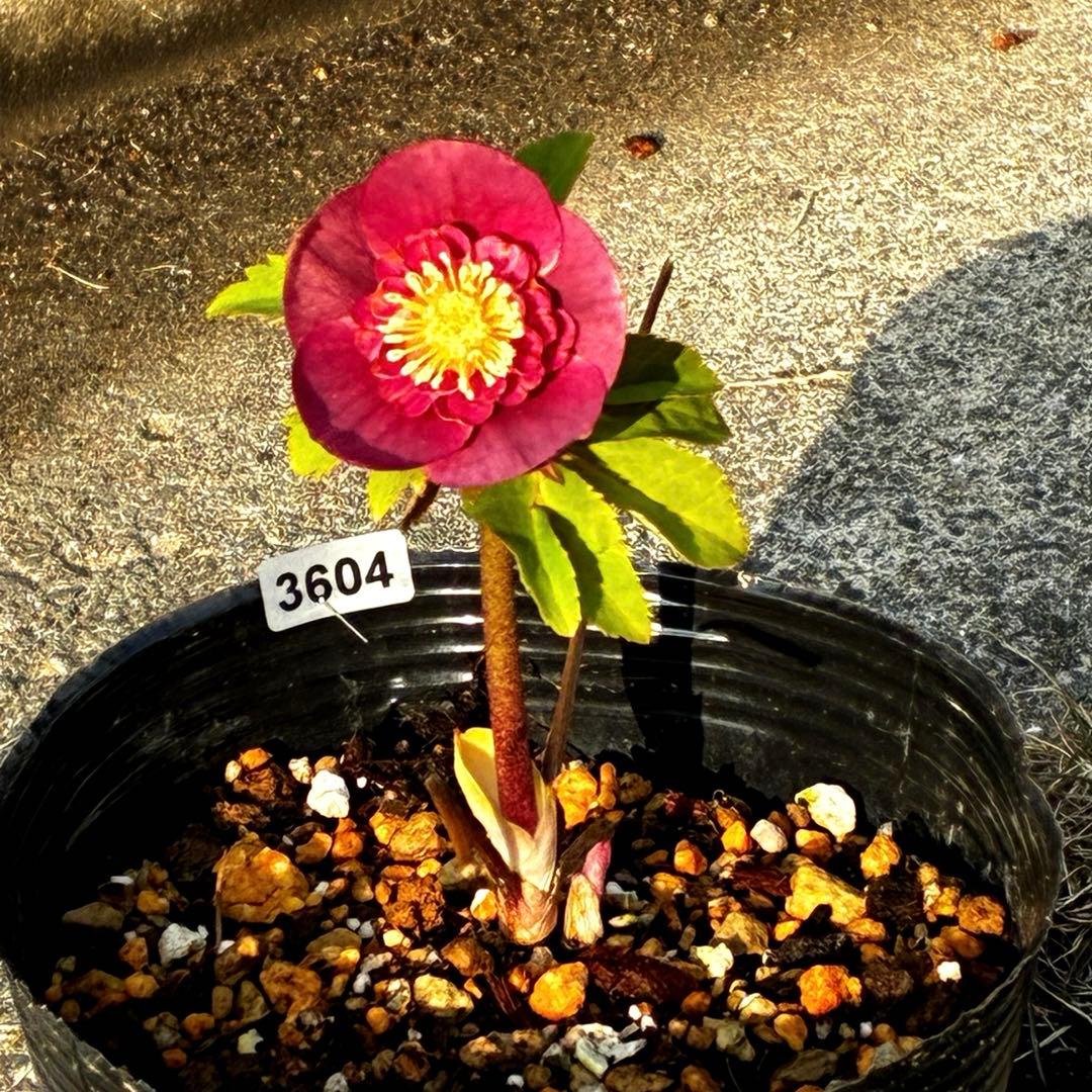 m*i様 3604☘️蕾花付き☘️極上☘️⭐️小輪⭐️ ハートSD⭐️オーレア⭐