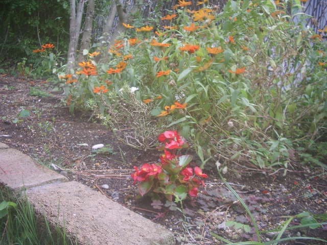 実写⭕️【動作確認済】ペンタックス　PENTAX Optio S50