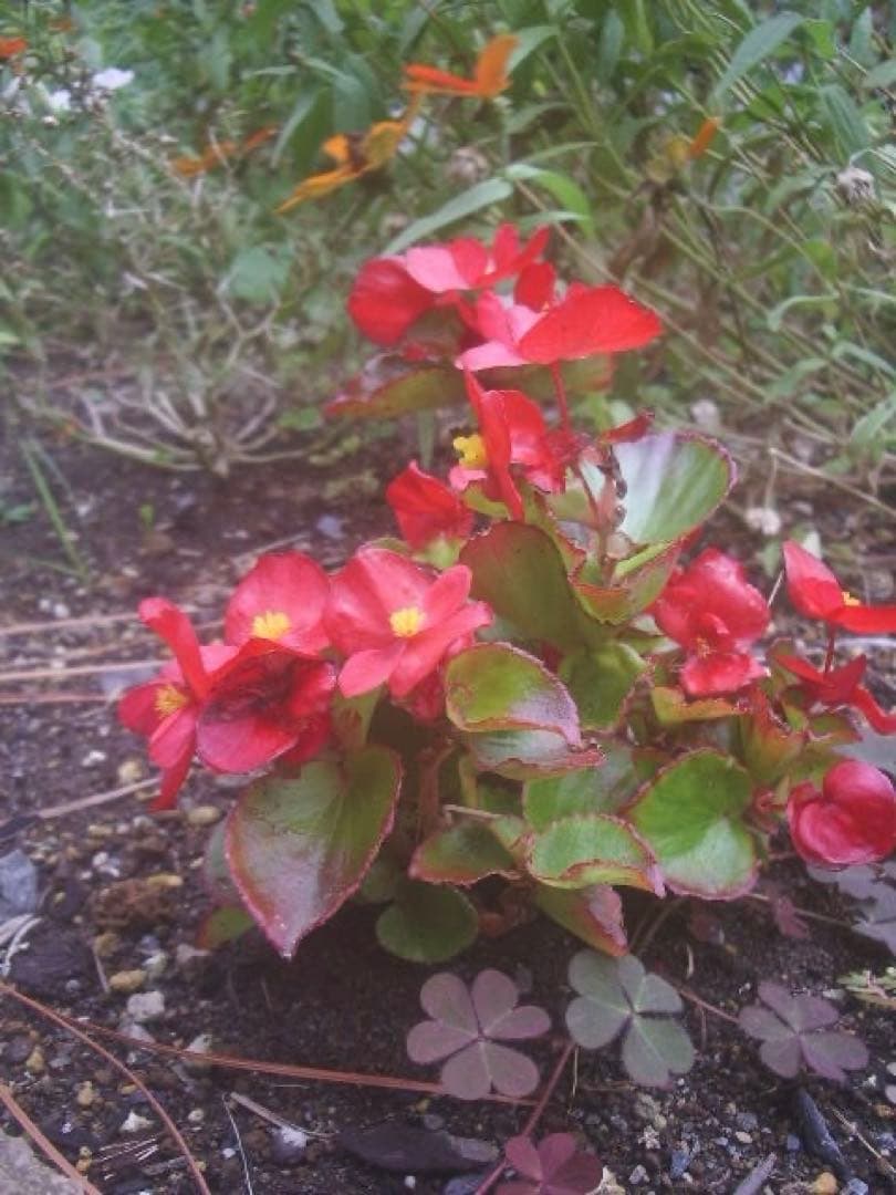 実写⭕️【動作確認済】ペンタックス　PENTAX Optio S50