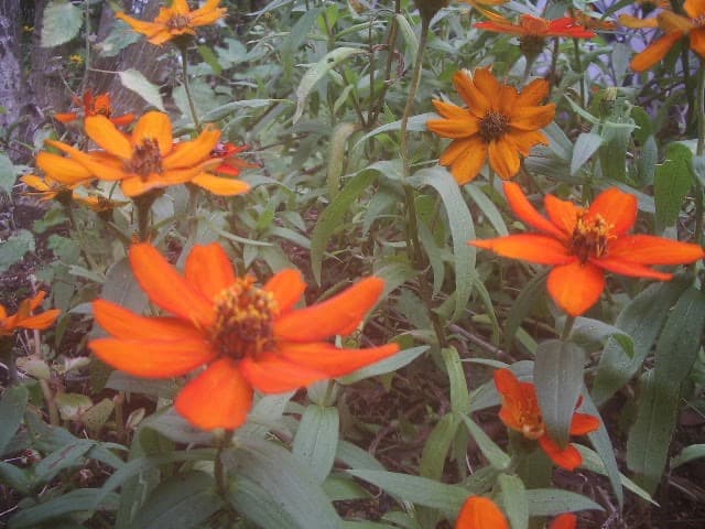 実写⭕️【動作確認済】ペンタックス　PENTAX Optio S50