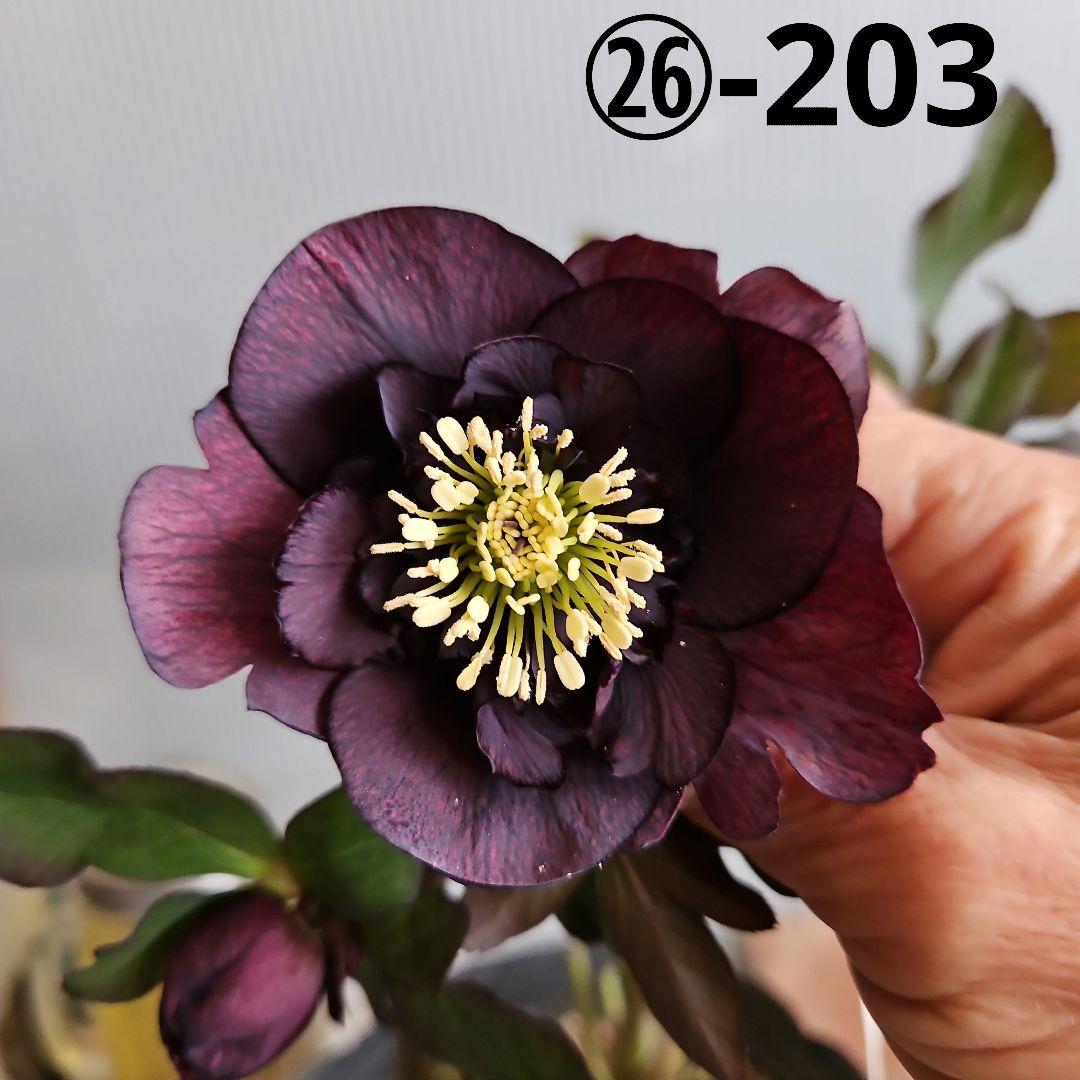 ㉖-203クリスマスローズ