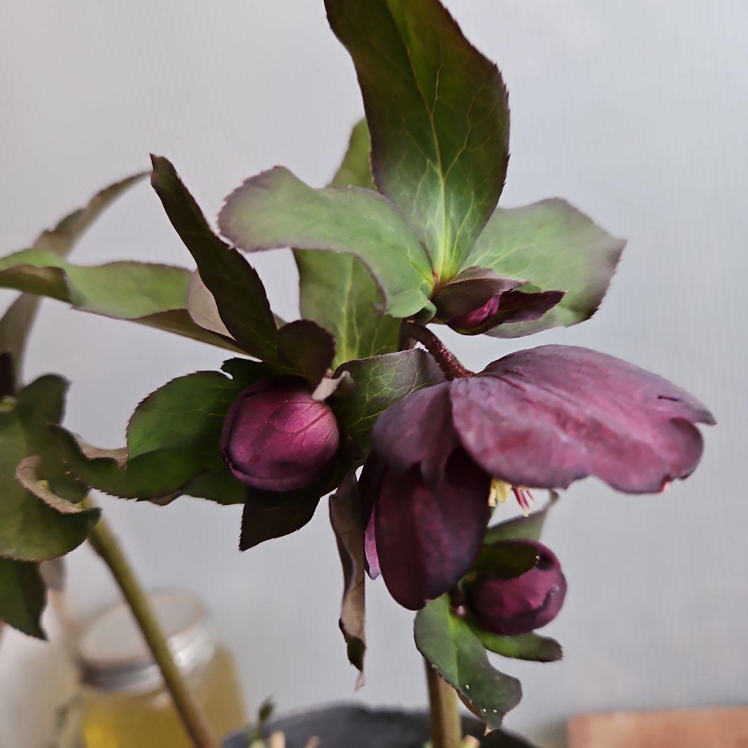 ㉖-203クリスマスローズ