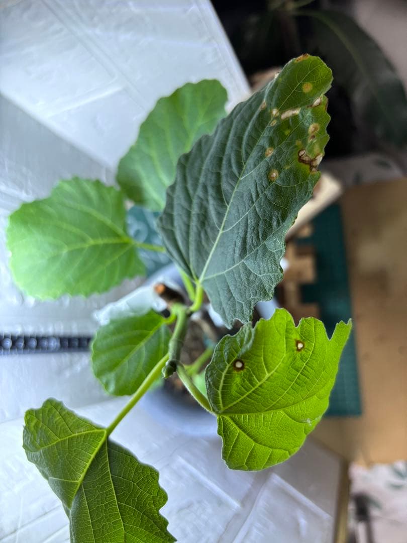 いちじく中苗セット Black Madeira KK, LSU Gold