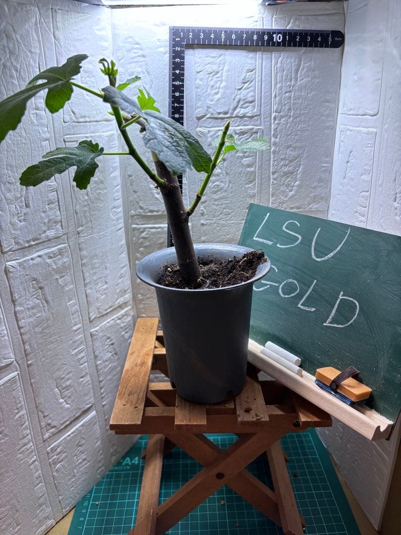 いちじく中苗セット Black Madeira KK, LSU Gold