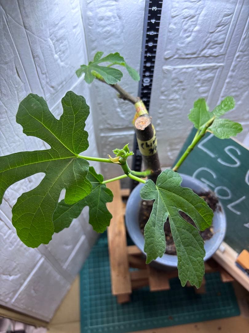 いちじく中苗セット Black Madeira KK, LSU Gold