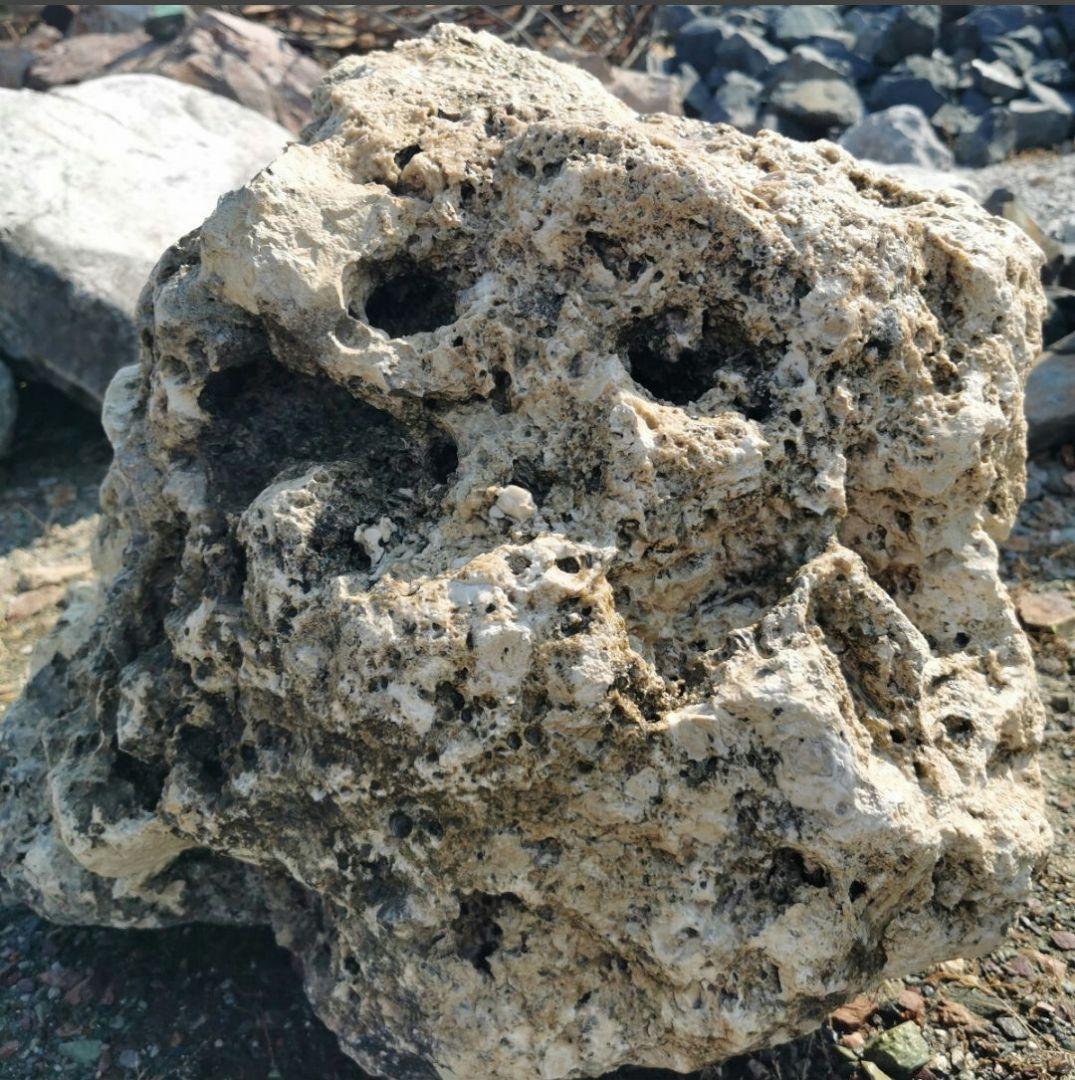 サンゴ石　170キロ　庭石　石　鑑賞石 石材　庭　ガーデニング　置物