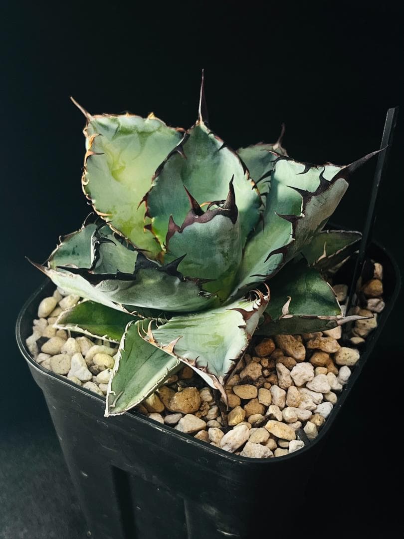 【良型美株】匿名配送　アガベ ブラックアンドブルー BB 120 鉢ごと