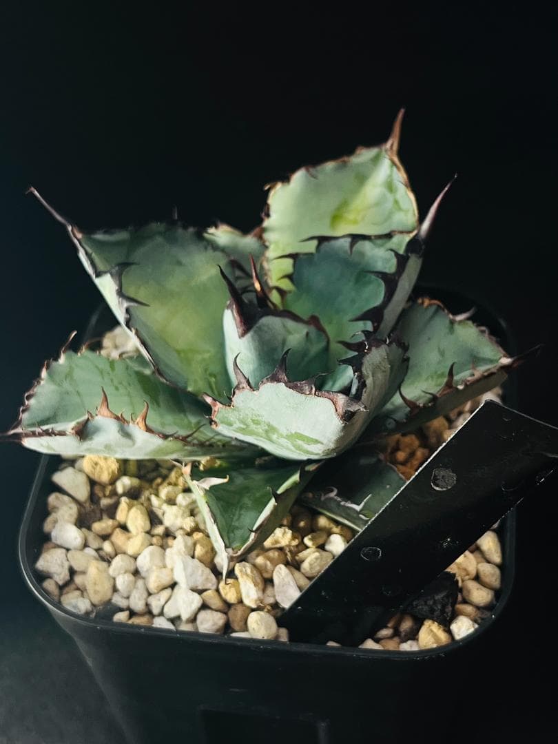 【良型美株】匿名配送　アガベ ブラックアンドブルー BB 120 鉢ごと