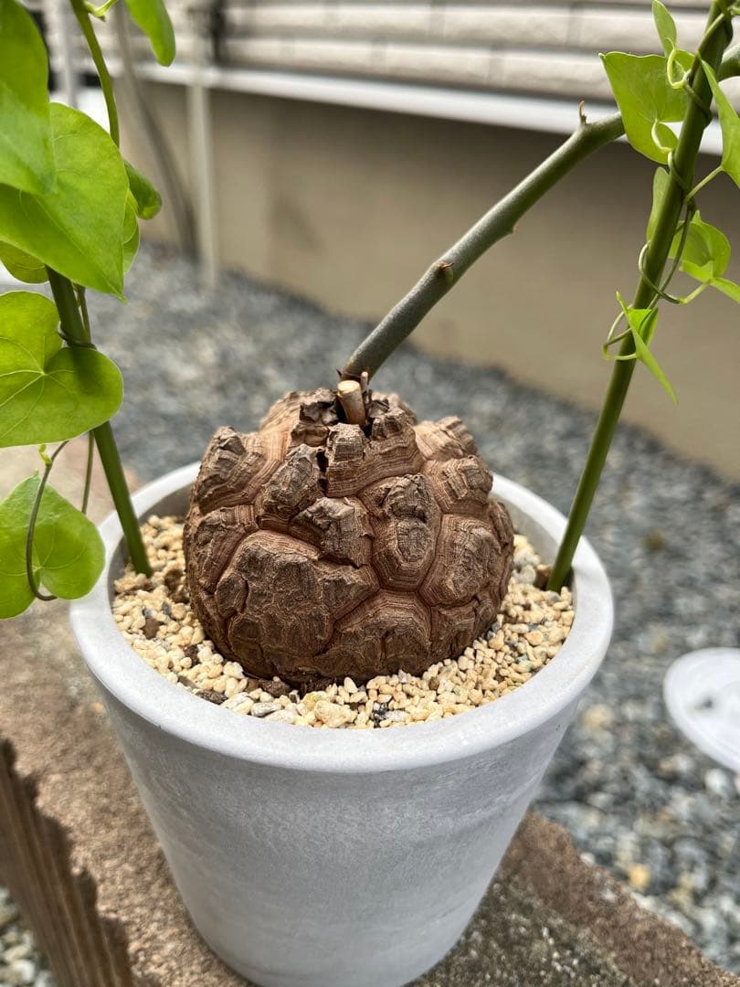 Dioscorea elephantipes アフリカ亀甲竜　実生