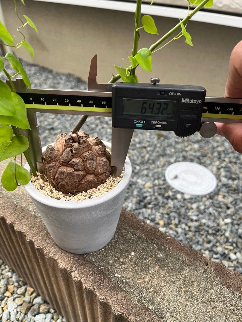 Dioscorea elephantipes アフリカ亀甲竜　実生