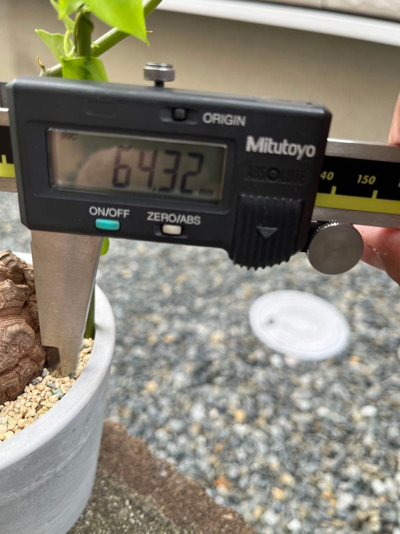 Dioscorea elephantipes アフリカ亀甲竜　実生