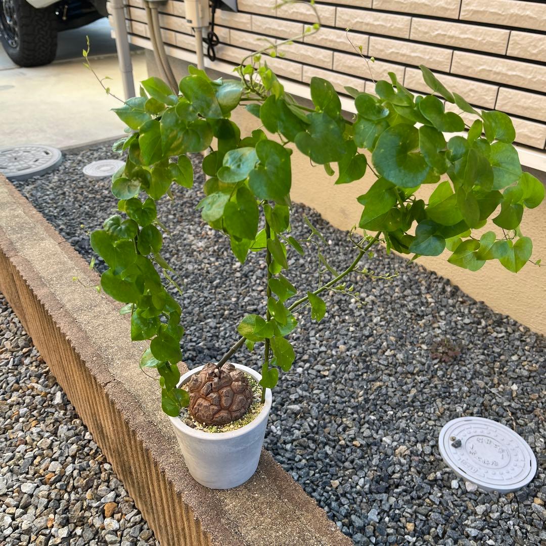 Dioscorea elephantipes アフリカ亀甲竜　実生