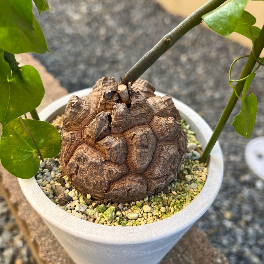 Dioscorea elephantipes アフリカ亀甲竜　実生
