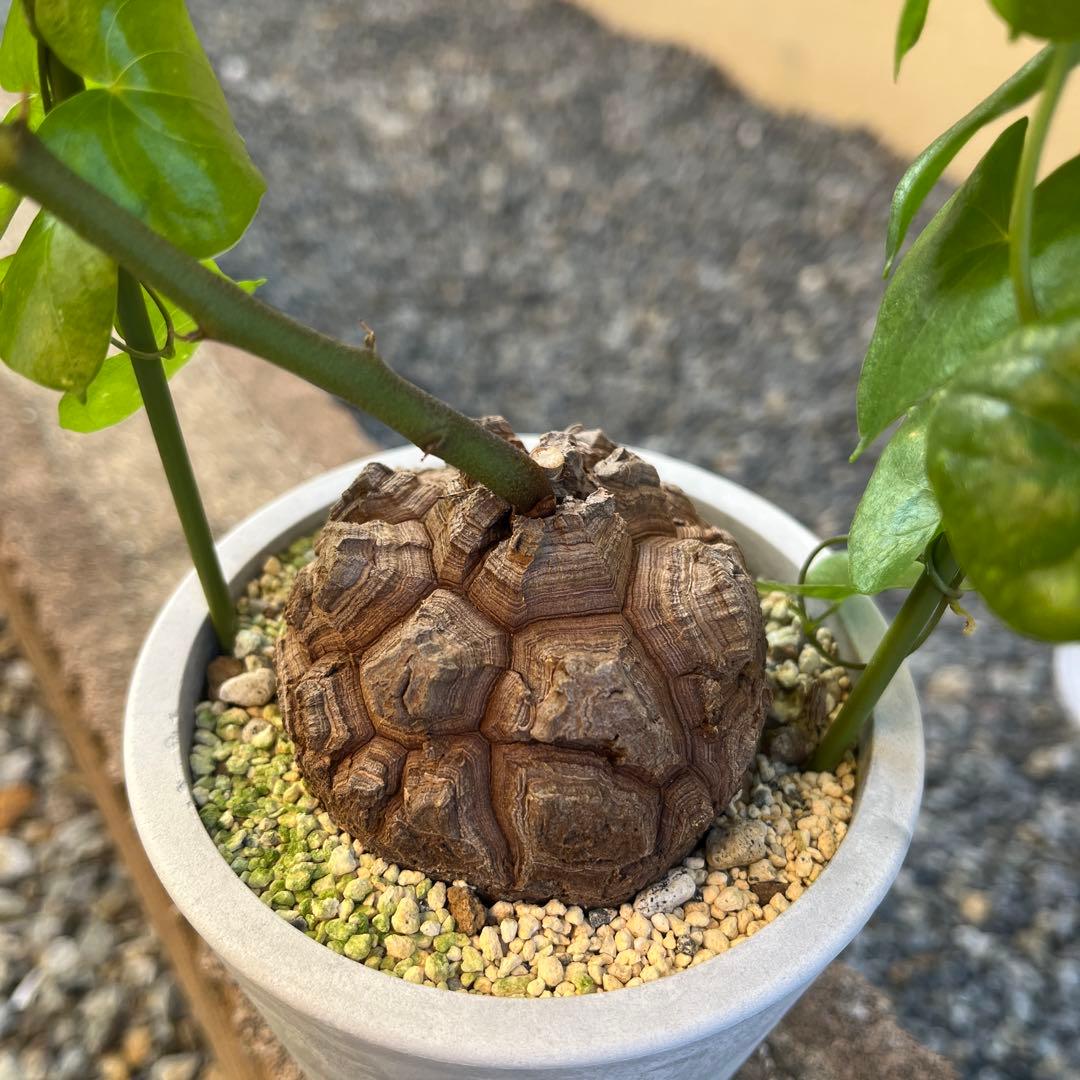 Dioscorea elephantipes アフリカ亀甲竜　実生