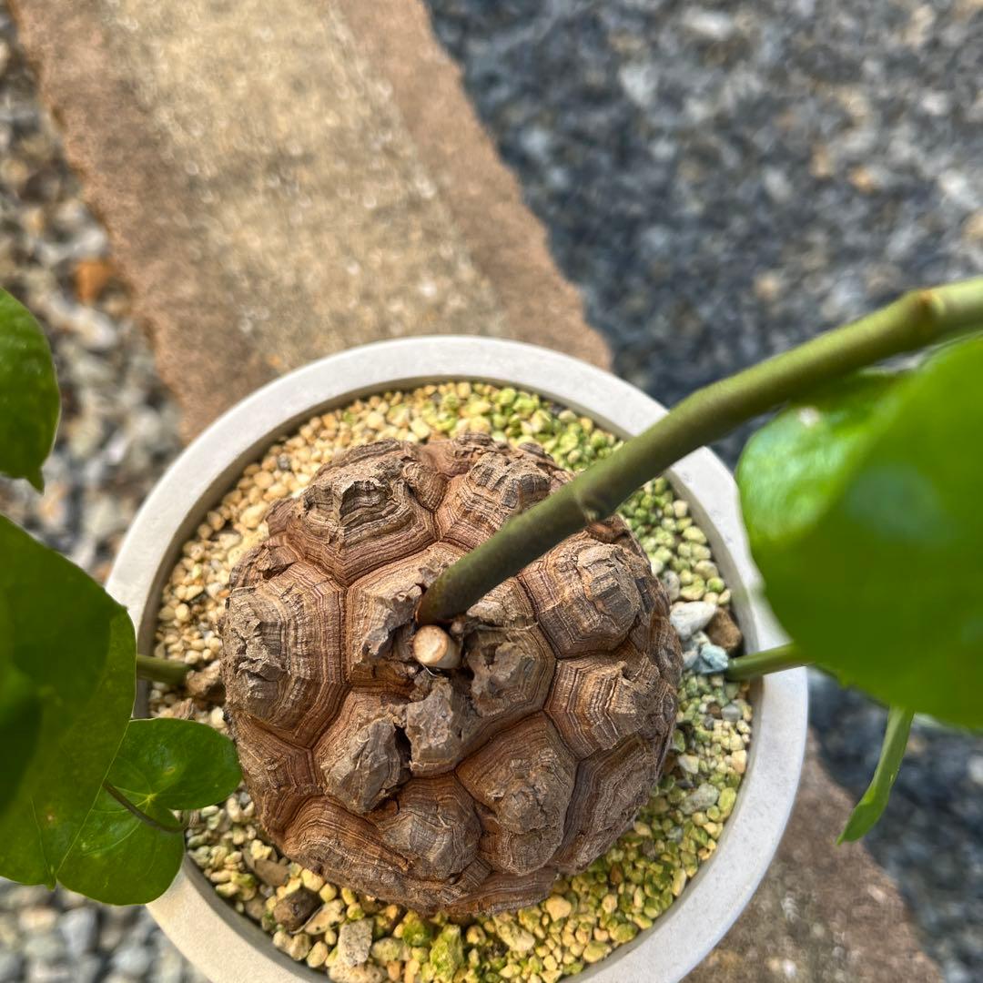 Dioscorea elephantipes アフリカ亀甲竜　実生