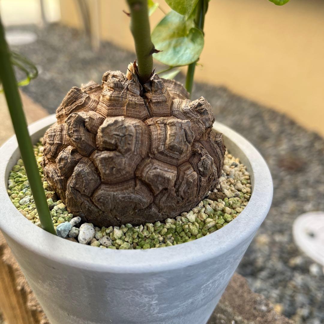 Dioscorea elephantipes アフリカ亀甲竜　実生