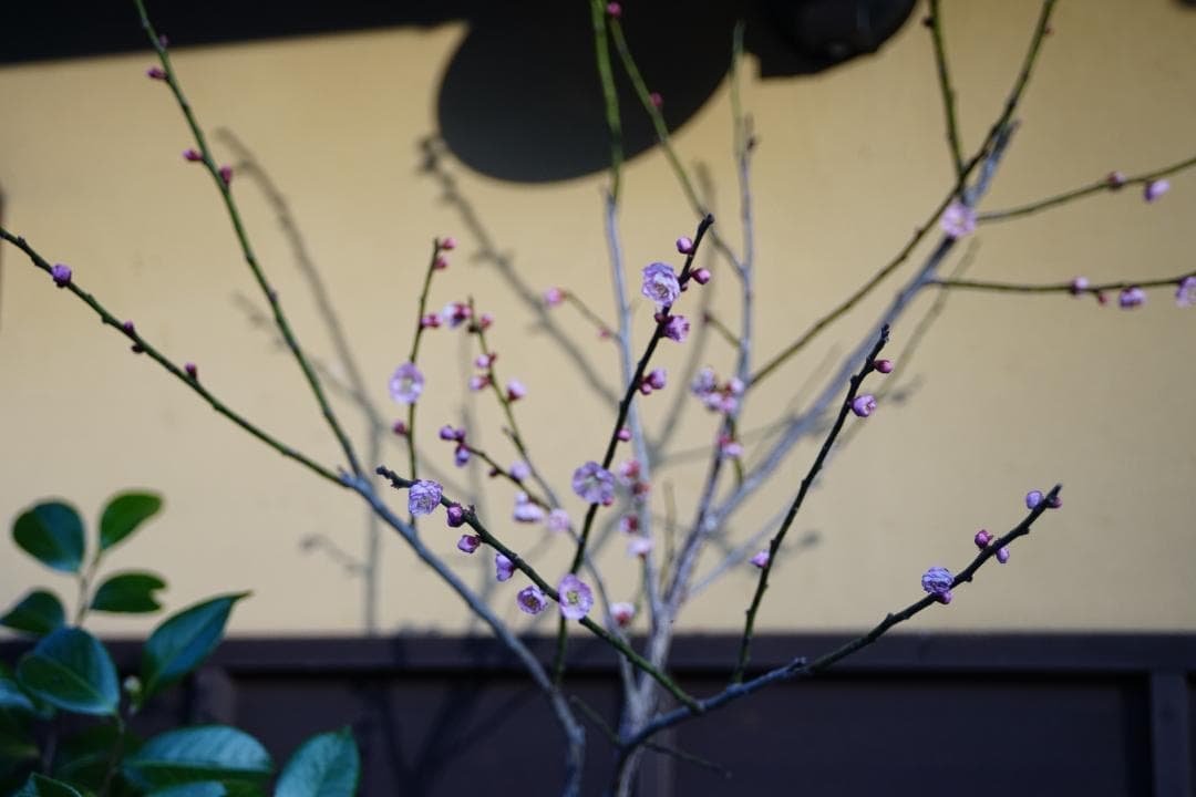 フィルムカメラ Nikon FE / SERIES E Zoom 36-72mm F3.5