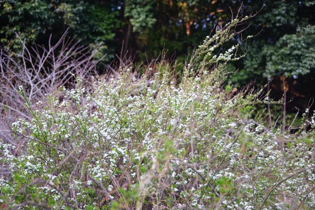 フィルムカメラ Nikon FE / SERIES E Zoom 36-72mm F3.5