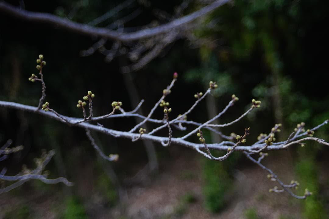 フィルムカメラ Nikon FE / SERIES E Zoom 36-72mm F3.5