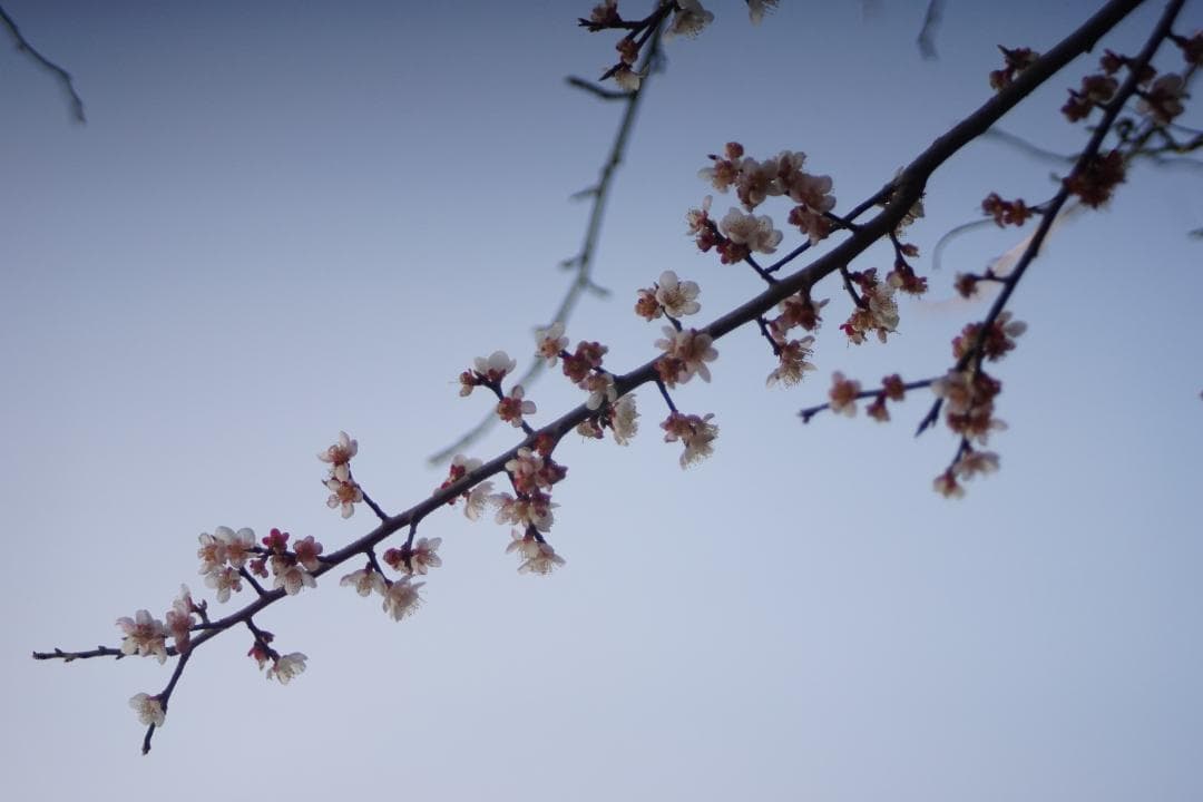 フィルムカメラ Nikon FE / SERIES E Zoom 36-72mm F3.5
