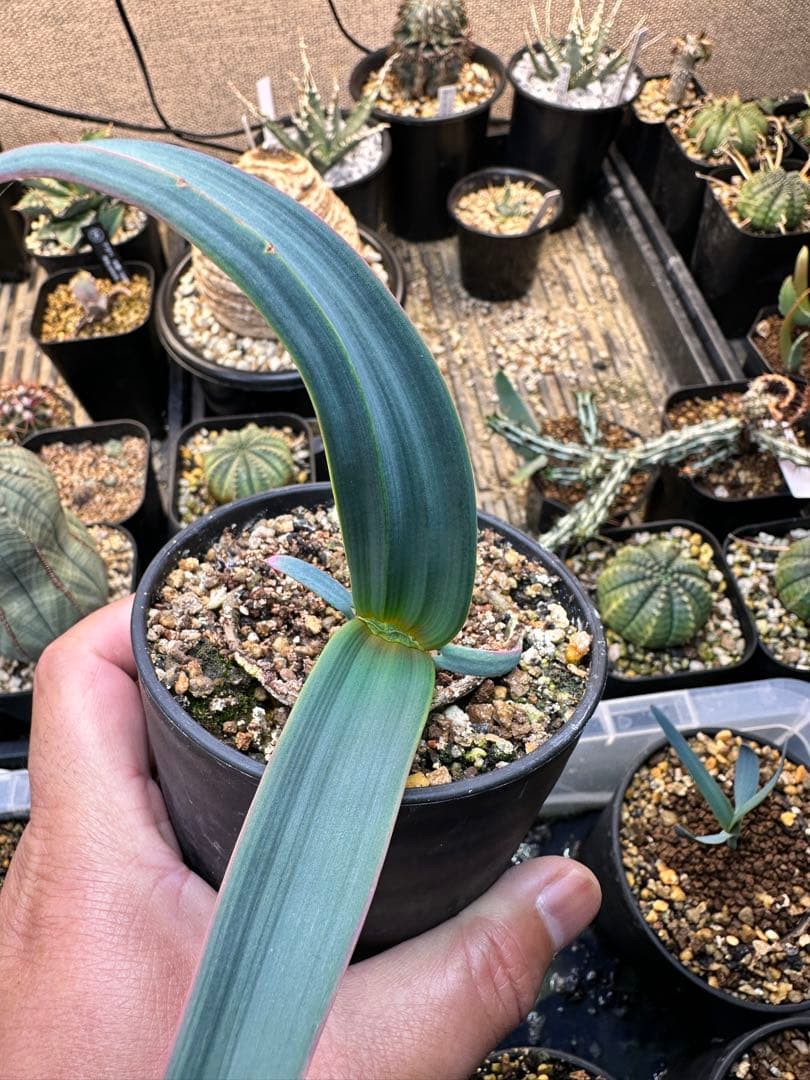 今シーズン最後　奇想天外　ウェルウィッチアミラビリス　大きめの株