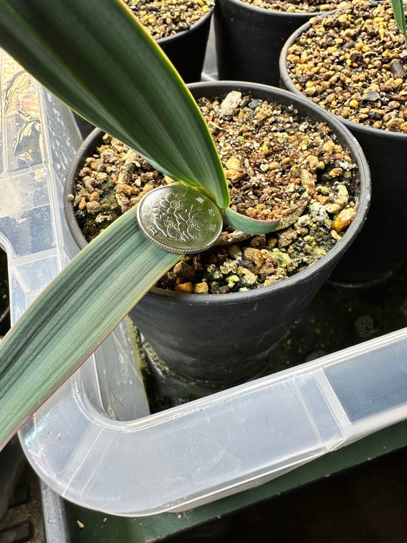 今シーズン最後　奇想天外　ウェルウィッチアミラビリス　大きめの株