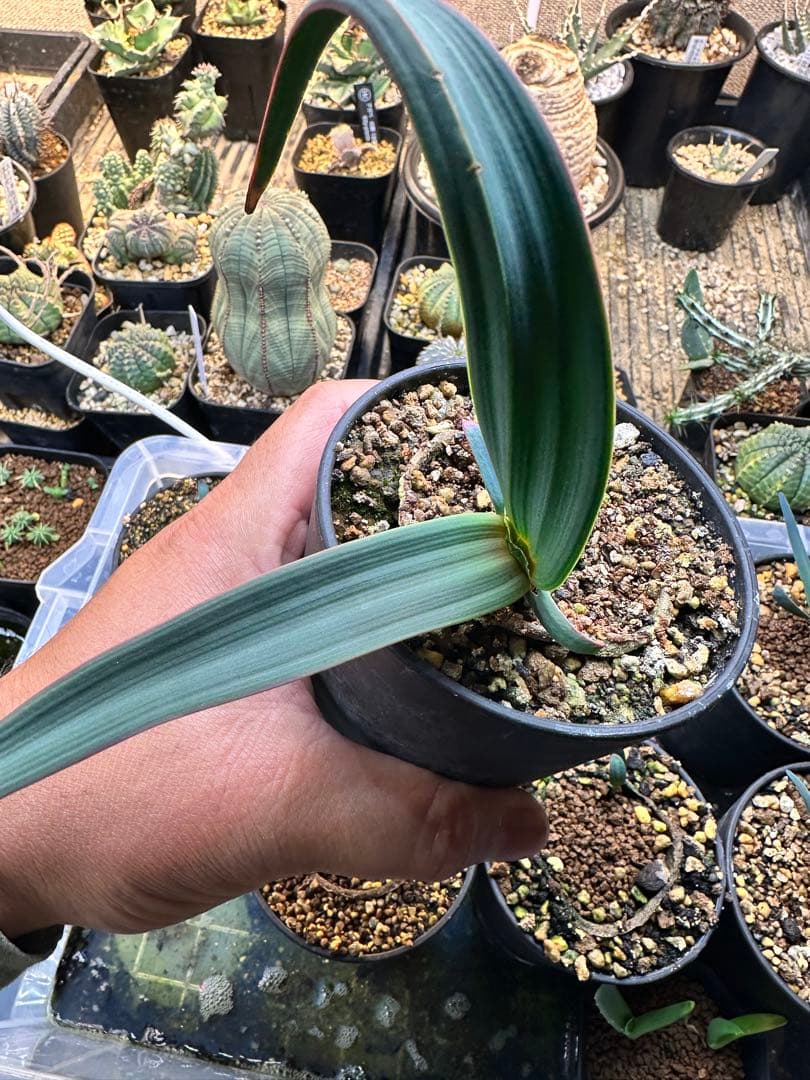 今シーズン最後　奇想天外　ウェルウィッチアミラビリス　大きめの株