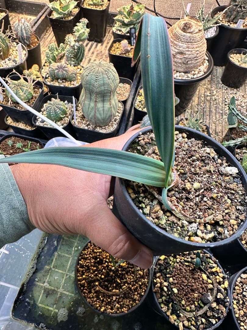 今シーズン最後　奇想天外　ウェルウィッチアミラビリス　大きめの株