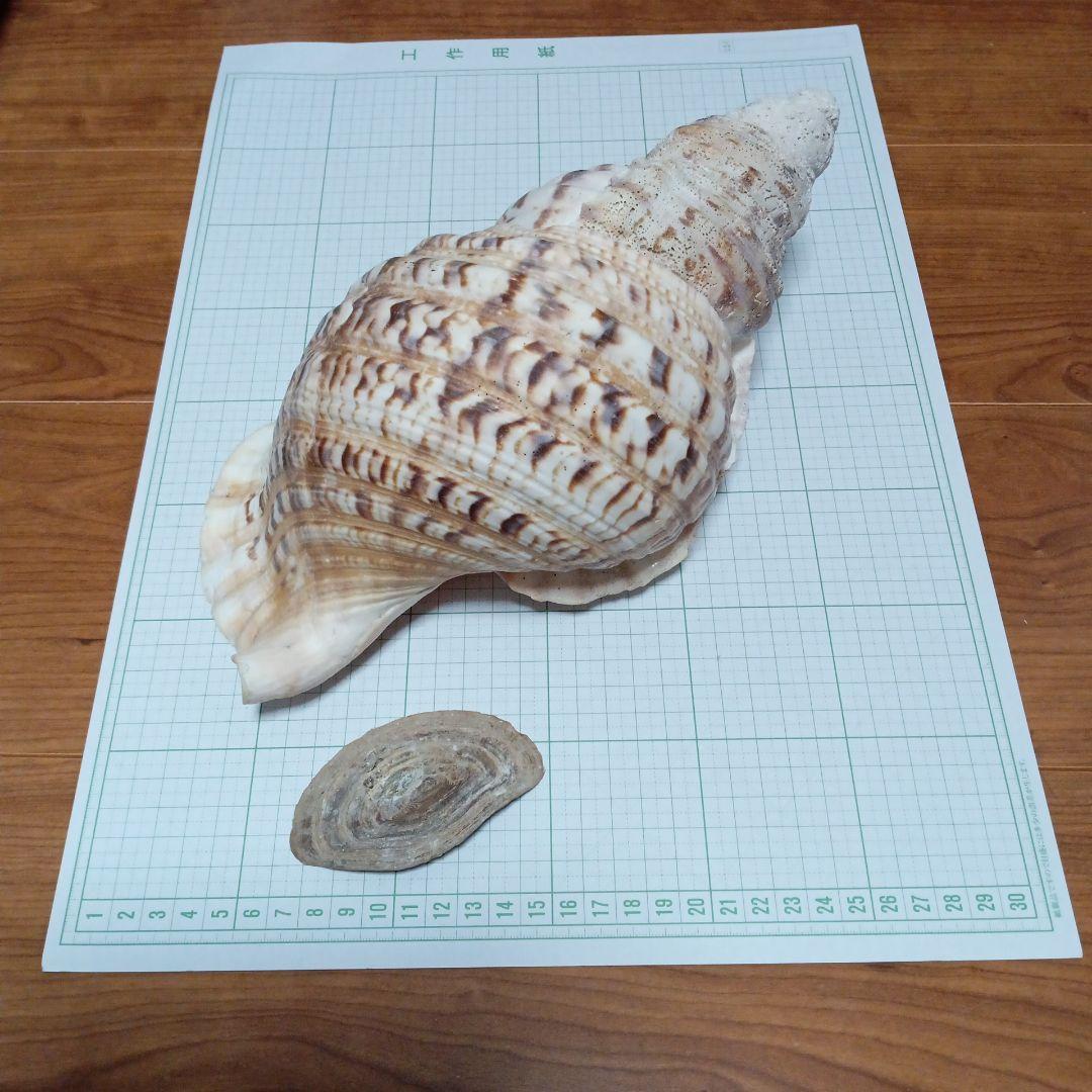 貝殻標本　ホラガイ　蓋付き