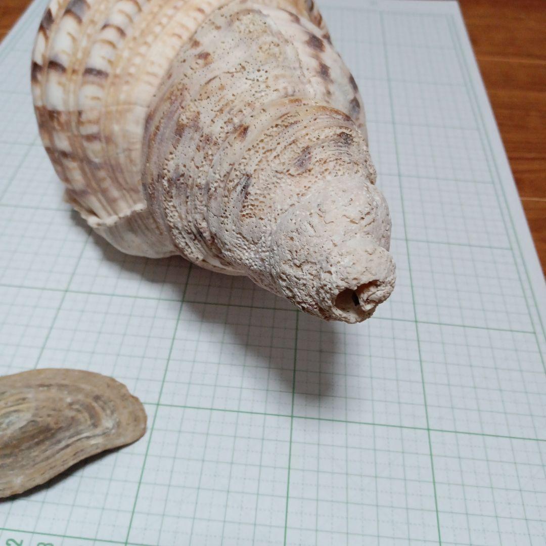 貝殻標本　ホラガイ　蓋付き