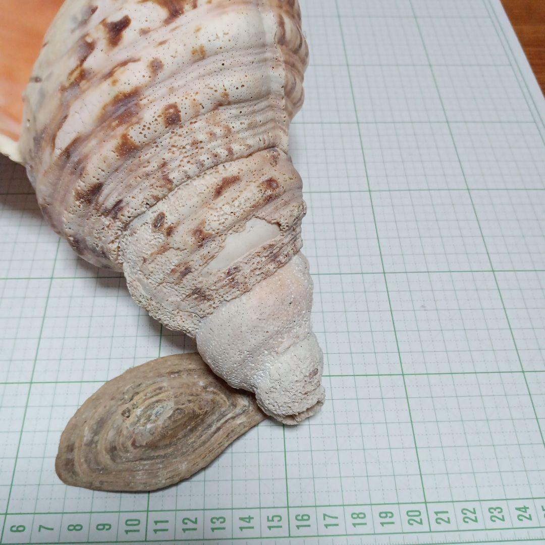 貝殻標本　ホラガイ　蓋付き