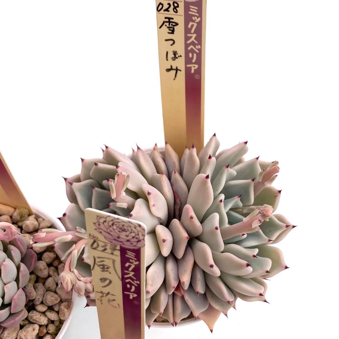 【極上苗】ミックスベリア 12種類セット売り 青鬼 ちょこん そわそわなど