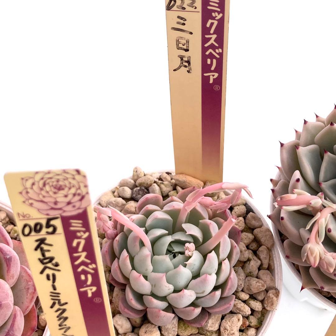 【極上苗】ミックスベリア 12種類セット売り 青鬼 ちょこん そわそわなど