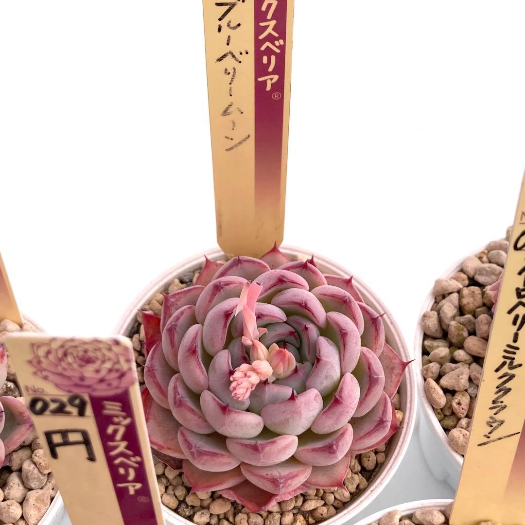 【極上苗】ミックスベリア 12種類セット売り 青鬼 ちょこん そわそわなど