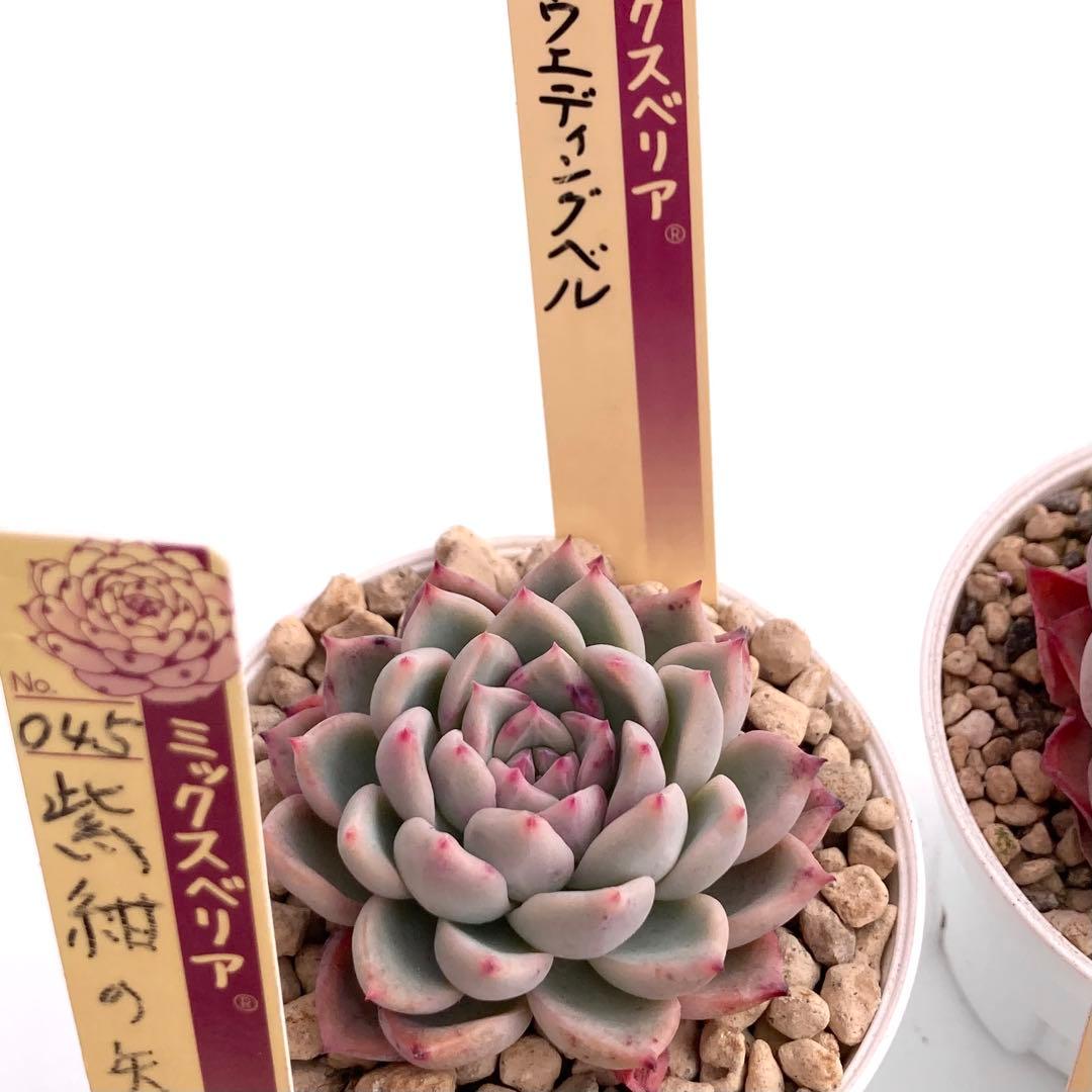 【極上苗】ミックスベリア 12種類セット売り 青鬼 ちょこん そわそわなど