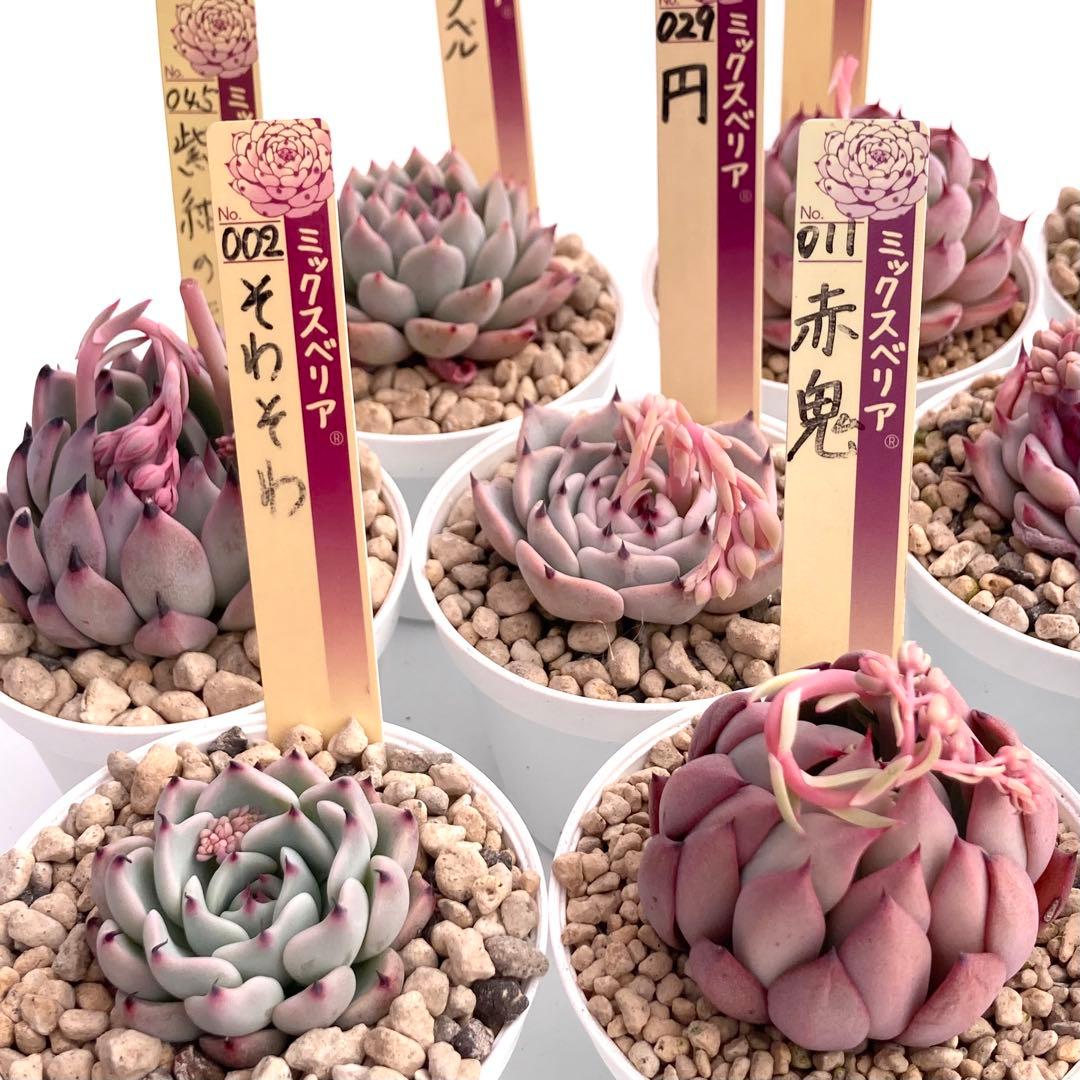 【極上苗】ミックスベリア 12種類セット売り 青鬼 ちょこん そわそわなど