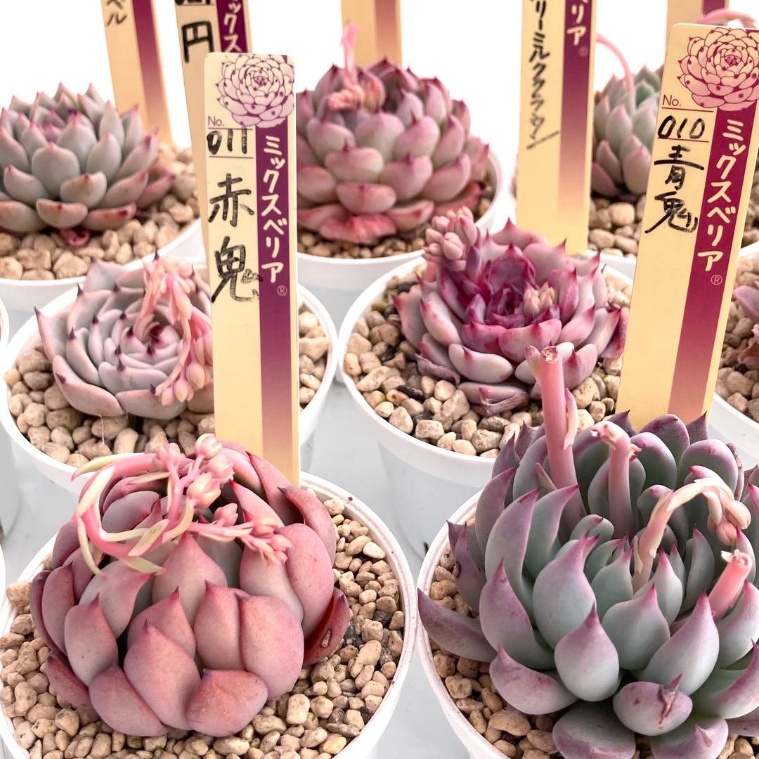 【極上苗】ミックスベリア 12種類セット売り 青鬼 ちょこん そわそわなど