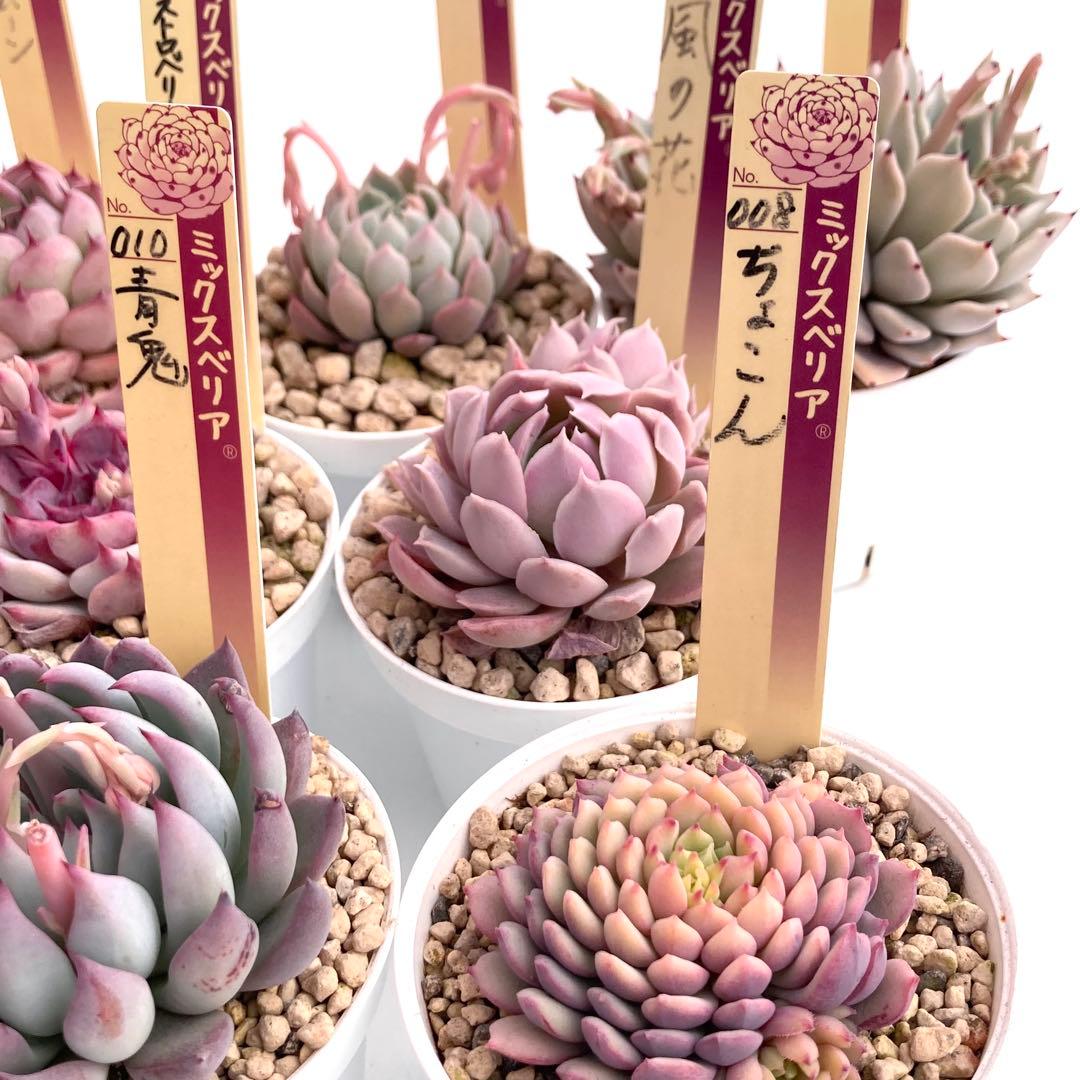 【極上苗】ミックスベリア 12種類セット売り 青鬼 ちょこん そわそわなど