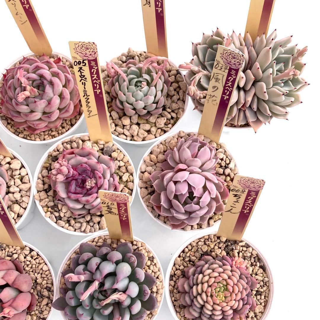 【極上苗】ミックスベリア 12種類セット売り 青鬼 ちょこん そわそわなど