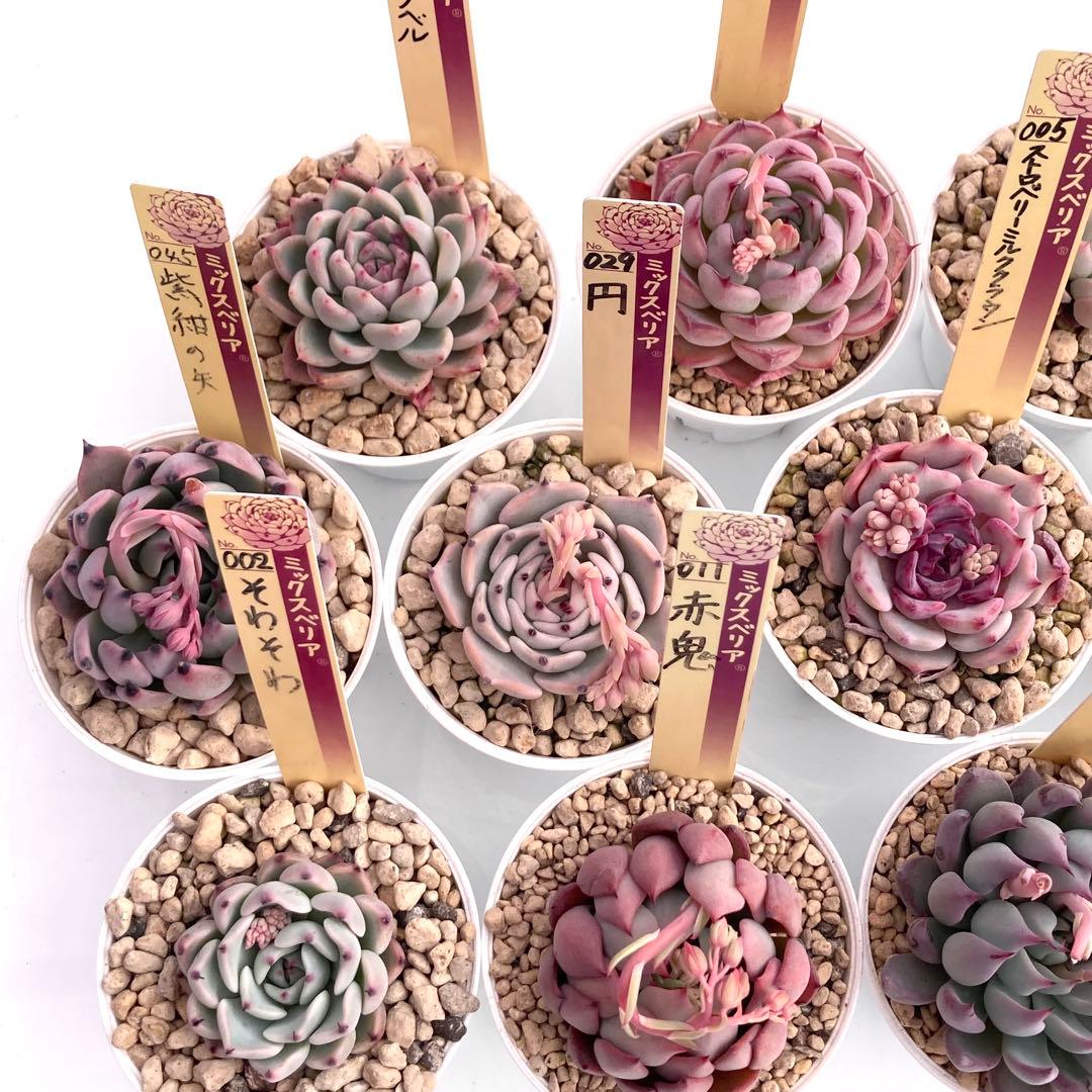 【極上苗】ミックスベリア 12種類セット売り 青鬼 ちょこん そわそわなど