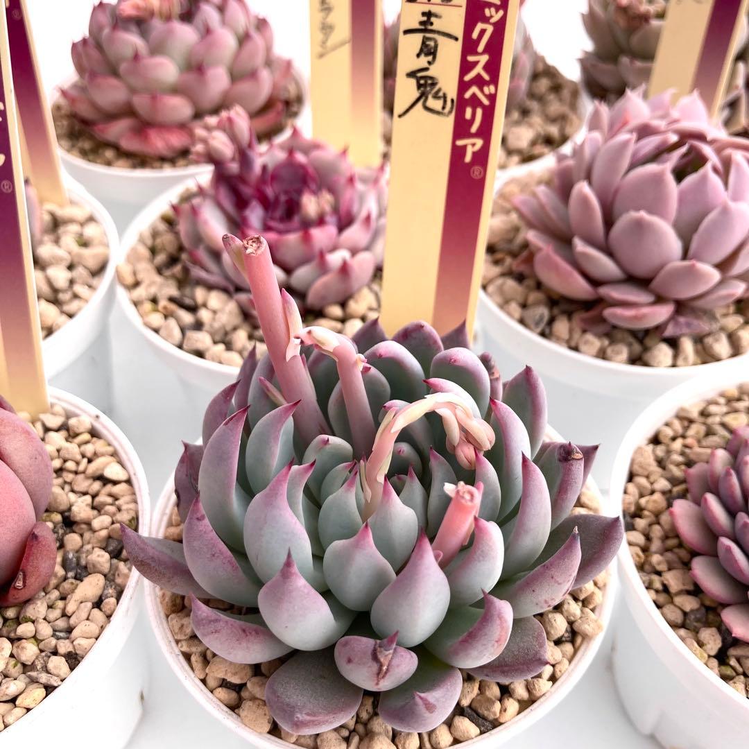 【極上苗】ミックスベリア 12種類セット売り 青鬼 ちょこん そわそわなど