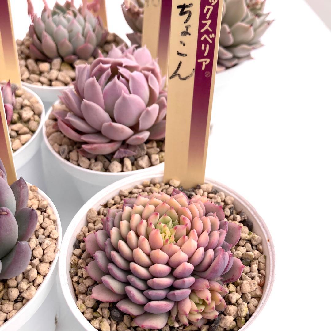 【極上苗】ミックスベリア 12種類セット売り 青鬼 ちょこん そわそわなど