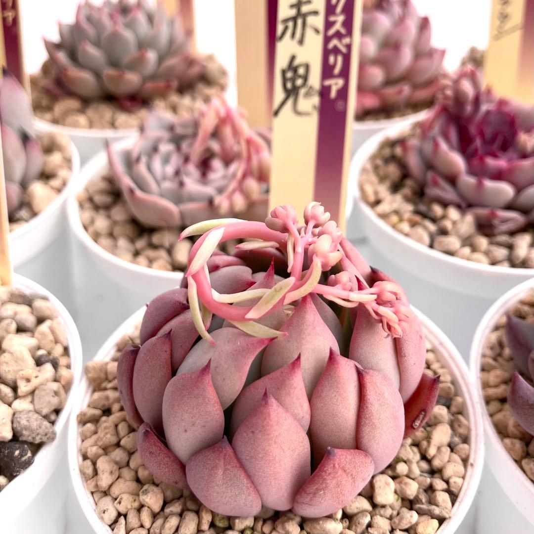 【極上苗】ミックスベリア 12種類セット売り 青鬼 ちょこん そわそわなど