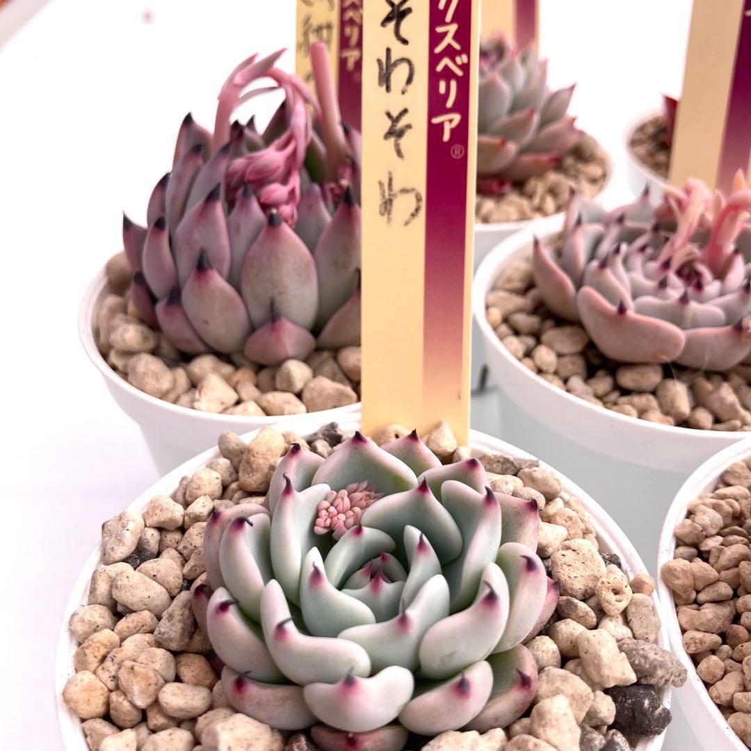 【極上苗】ミックスベリア 12種類セット売り 青鬼 ちょこん そわそわなど