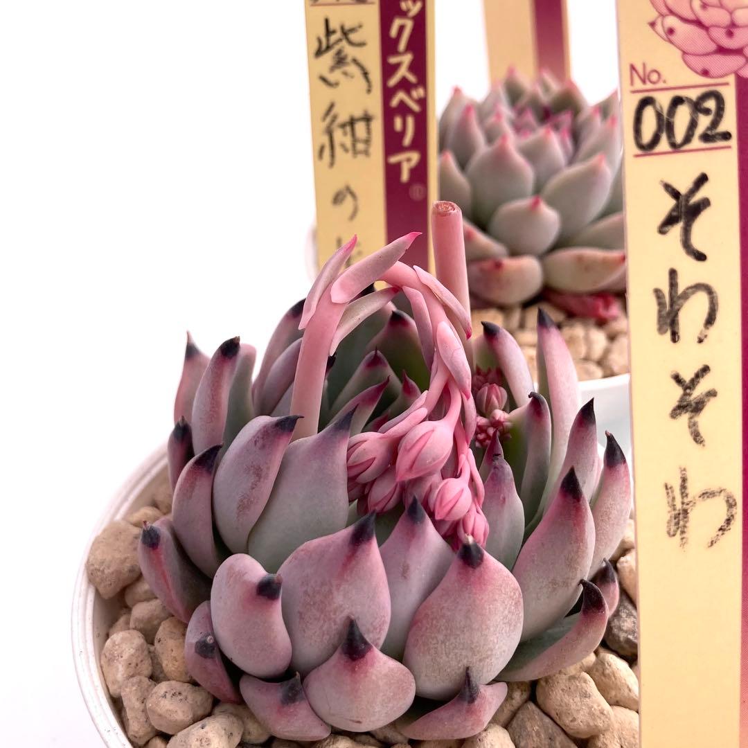 【極上苗】ミックスベリア 12種類セット売り 青鬼 ちょこん そわそわなど