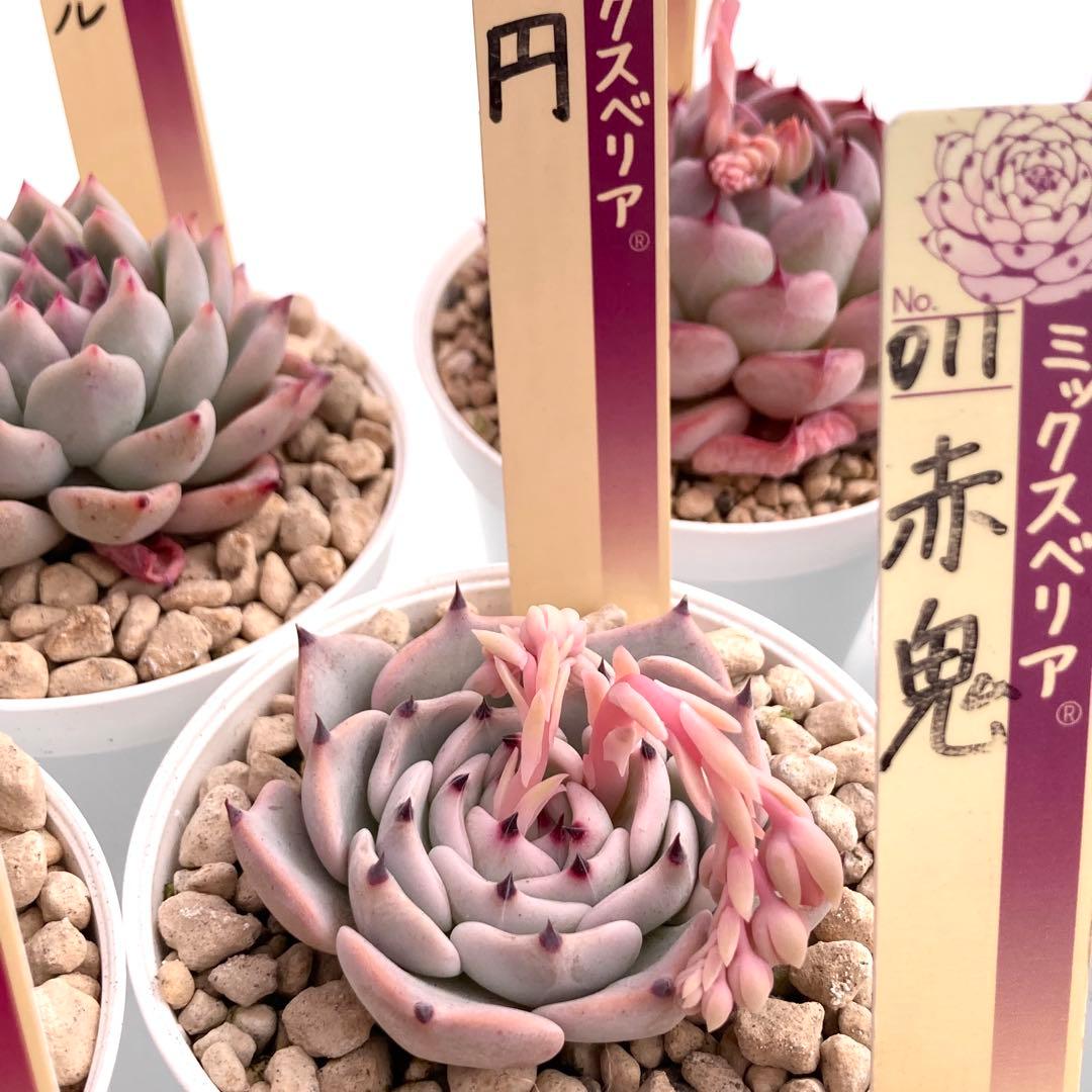 【極上苗】ミックスベリア 12種類セット売り 青鬼 ちょこん そわそわなど