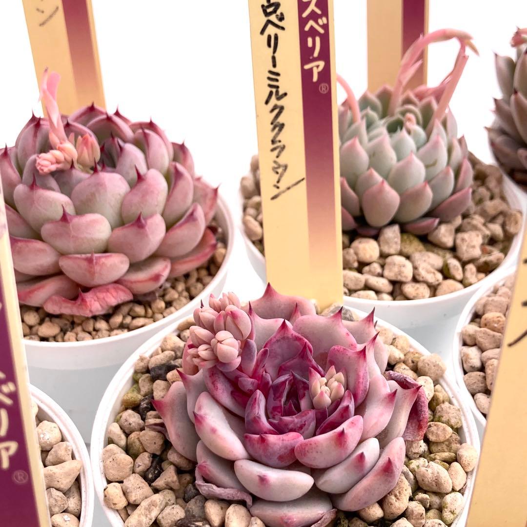 【極上苗】ミックスベリア 12種類セット売り 青鬼 ちょこん そわそわなど